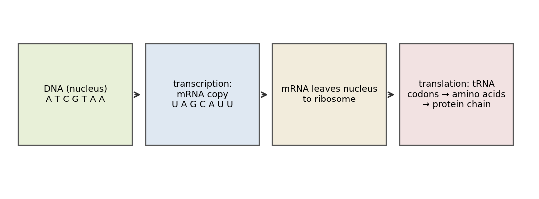 Protein synthesis in four panels: DNA, transcription to mRNA, mRNA to the ribosome, translation to a protein chain.