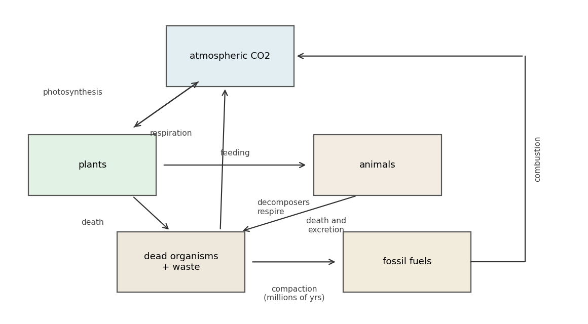 The carbon cycle: photosynthesis and feeding move carbon up, respiration and decomposition return it, combustion of fossil fuels releases stored carbon.