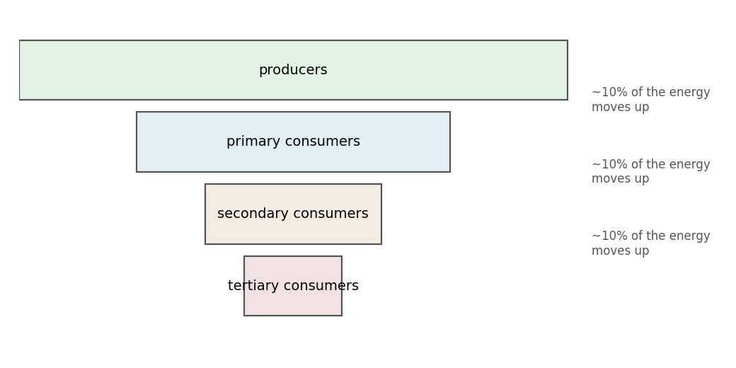 A pyramid of biomass: each level carries about a tenth of the one below it.