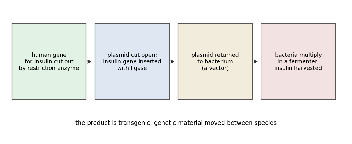 Genetic engineering of insulin in four steps: cut the gene, insert into a plasmid, return the vector to a bacterium, harvest insulin from the fermenter.