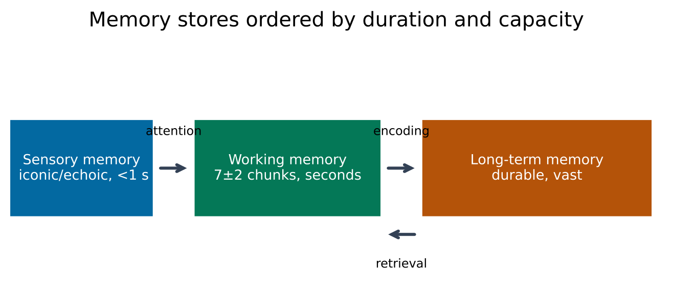 Original schematic for Memory systems, processes and forgetting. Illustrative relationships and numbers are not research results.