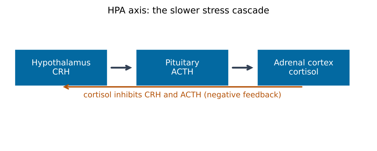 Original schematic for Hormones, stress and behavioural regulation. Illustrative relationships and numbers are not research results.