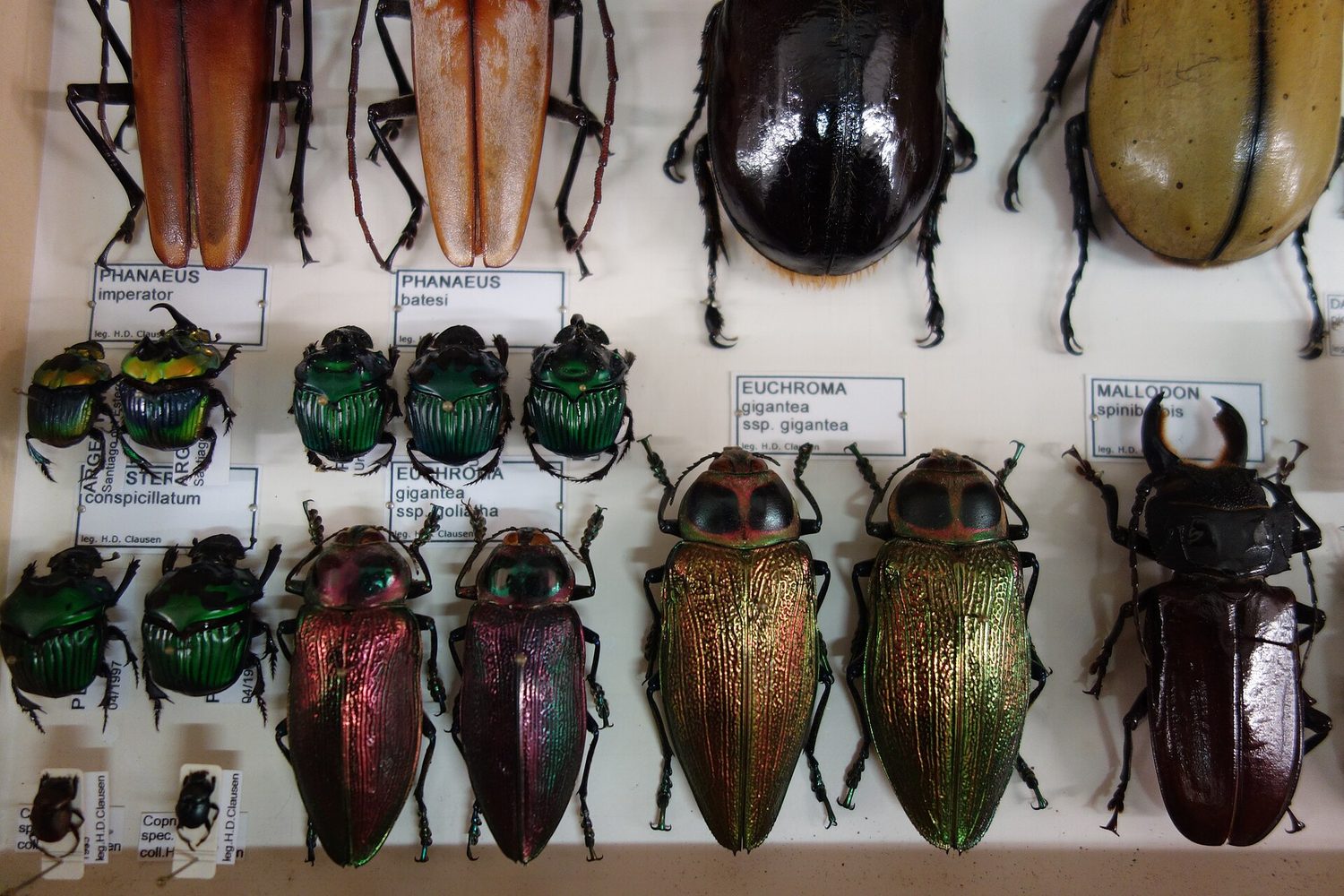 A museum drawer of pinned beetles, laid out in neat rows by kind