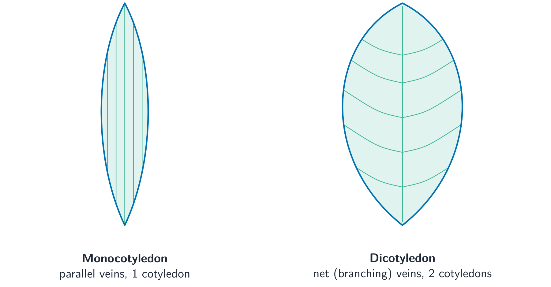Two leaves compared: a long narrow monocot leaf with parallel veins, and a broad dicot leaf with a midrib and a net of branching veins
