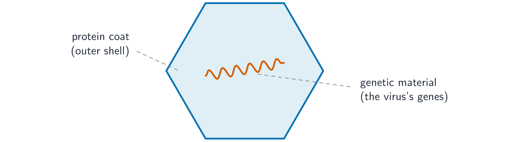 A simple virus drawn as a hexagonal protein coat with a strand of genetic material inside
