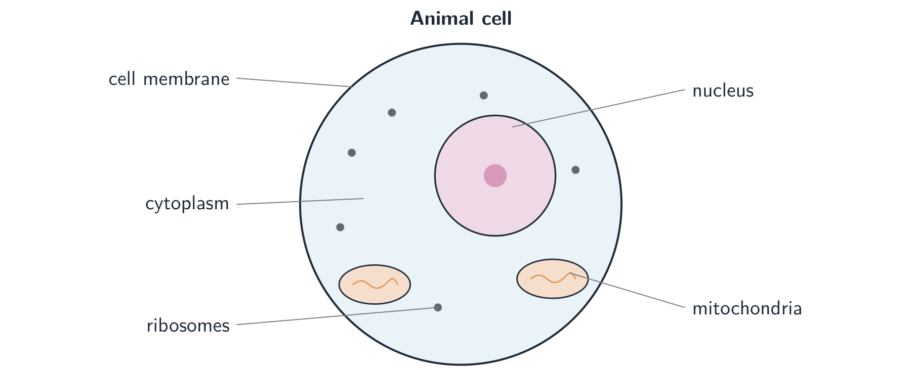 An animal cell: membrane, cytoplasm, nucleus, mitochondria and ribosomes