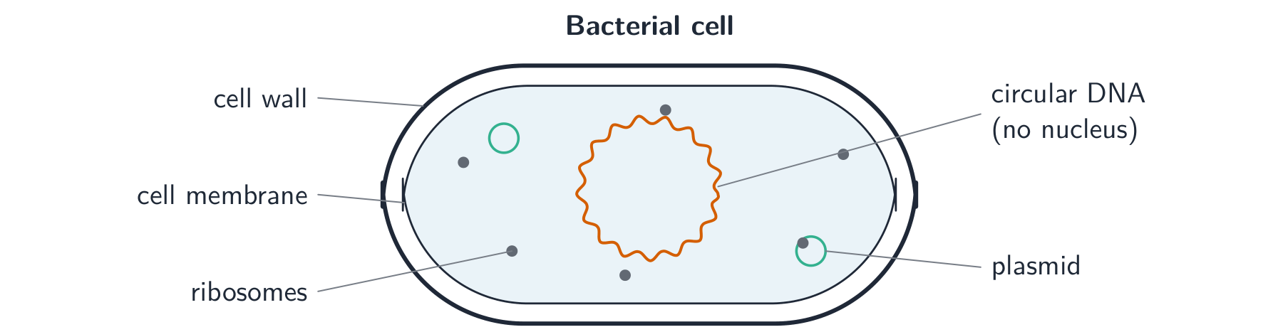 A bacterial cell has no nucleus: its DNA is a single loop, plus small plasmids