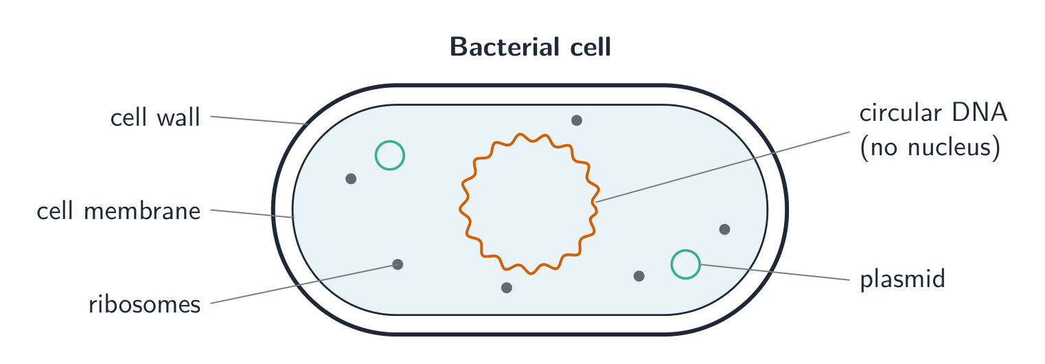 A labelled bacterial cell: a cell wall and membrane around cytoplasm holding a single loop of DNA, small plasmids and ribosomes, with no nucleus