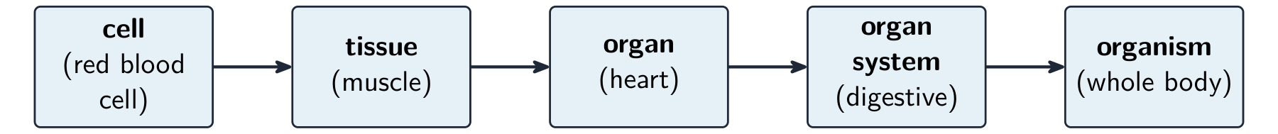 Cells build up into tissues, organs, organ systems and the whole organism
