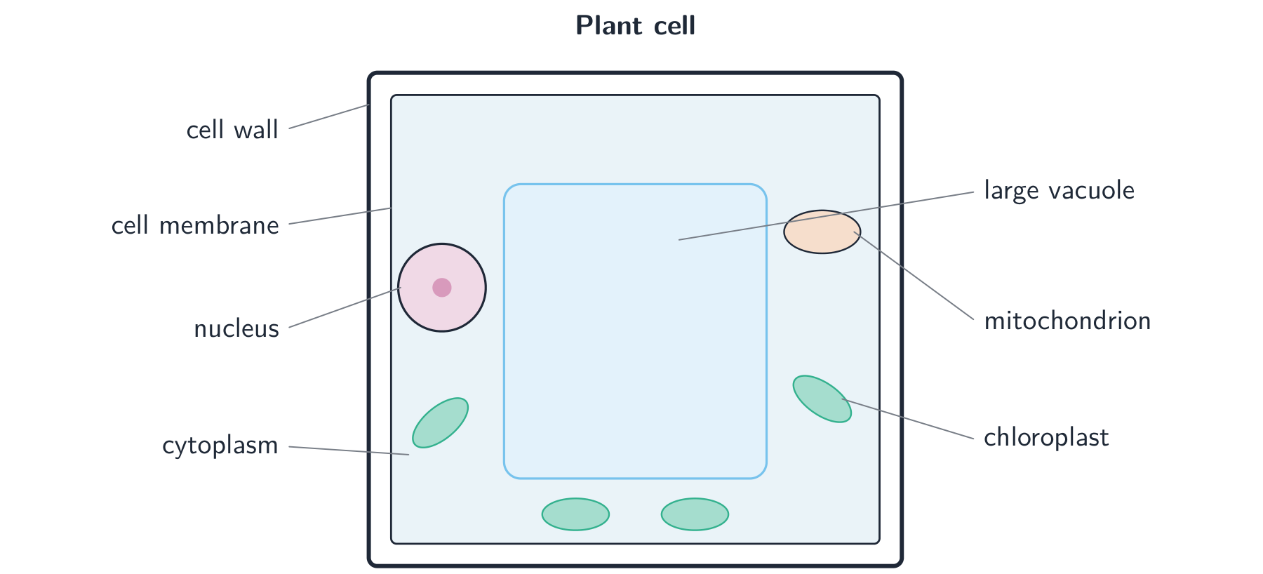 A labelled plant cell: a cell wall and membrane, cytoplasm, a nucleus, a large central vacuole, chloroplasts and a mitochondrion