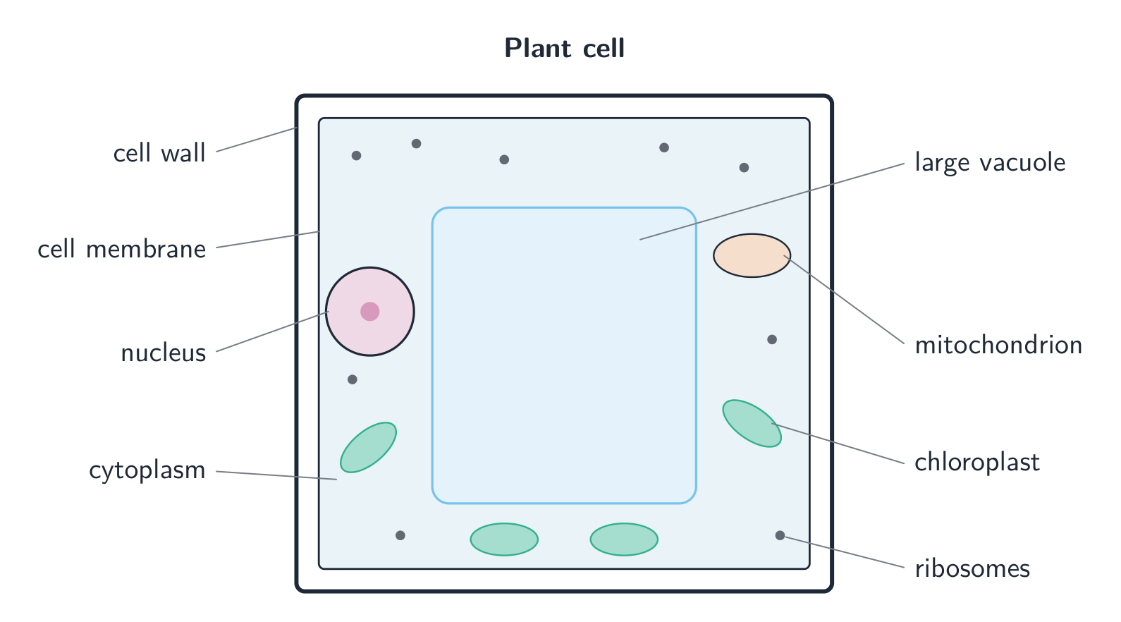 A labelled plant cell: a cell wall and membrane, cytoplasm, a nucleus, a large central vacuole, chloroplasts, a mitochondrion and ribosomes