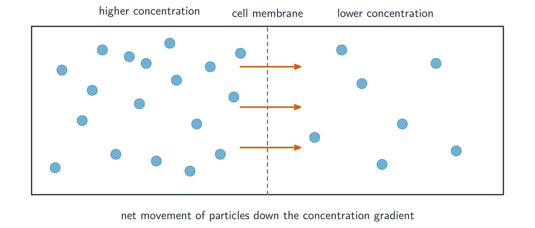 Particles crowded on one side of a cell membrane spread out to the other side, with arrows showing the net movement to the less crowded side