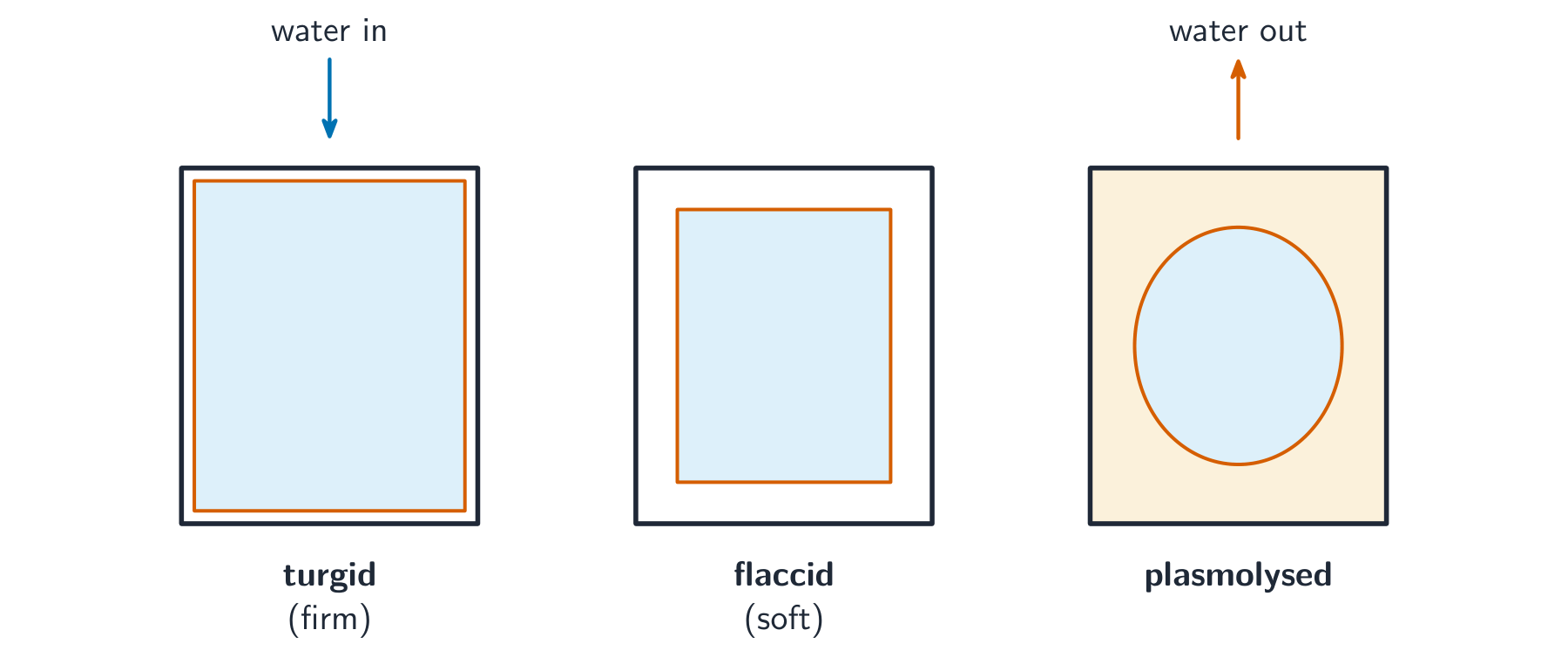 Three plant cells: a turgid cell with the membrane pressed to the wall, a flaccid cell with the membrane pulled in, and a plasmolysed cell with the membrane pulled right away from the wall