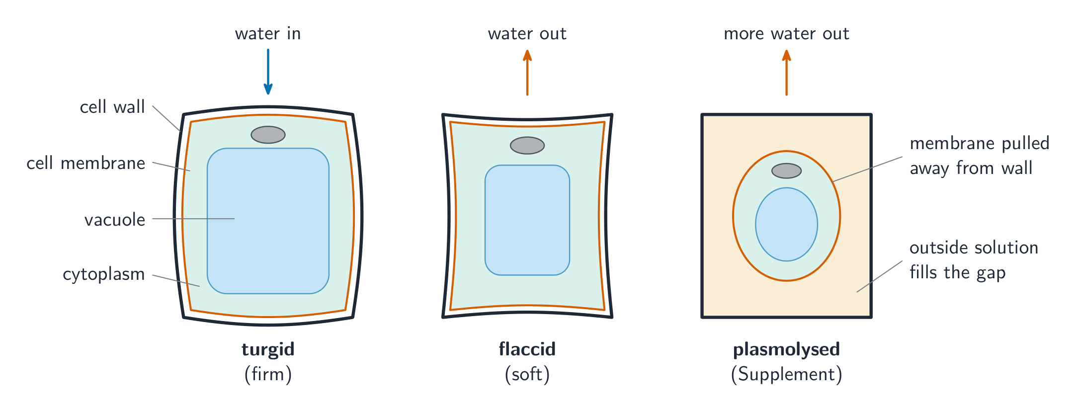 Three plant cells with labelled cell wall, membrane, cytoplasm and vacuole: a turgid cell whose large vacuole presses the membrane against a bulging wall, a flaccid cell with a smaller vacuole and a slack wall but the membrane still touching it, and a plasmolysed cell whose membrane has pulled away from the wall with outside solution filling the gap