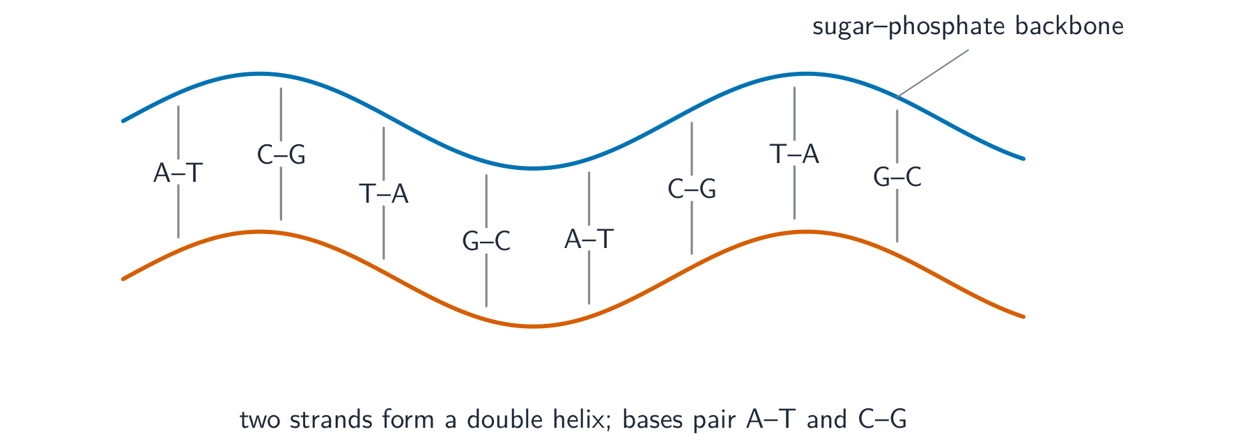 DNA is a double helix; the bases always pair A-T and C-G