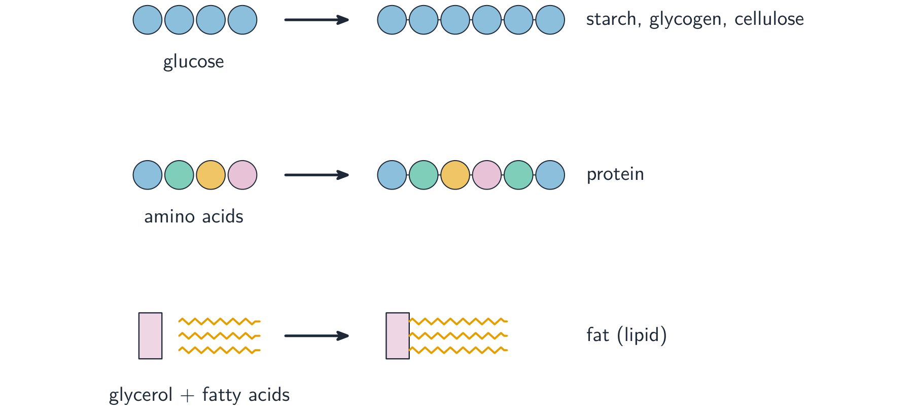 Large molecules are built by joining many small units together