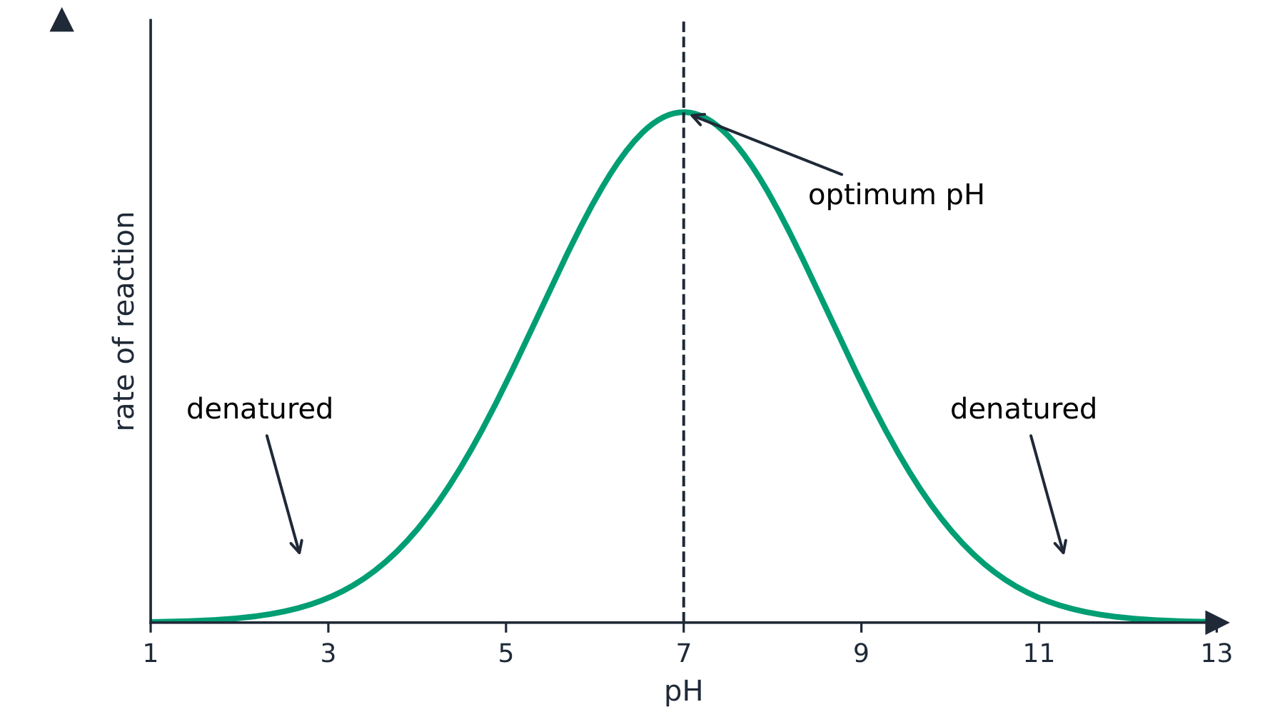 A graph of reaction rate against pH: a bell-shaped curve that peaks at the optimum pH and falls away on both sides as the enzyme is denatured