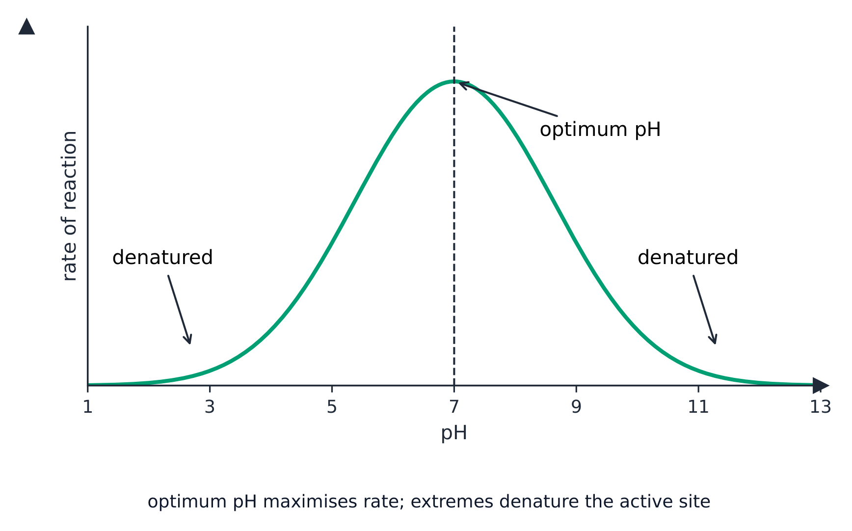 Each enzyme has one optimum pH; far from it the enzyme is denatured