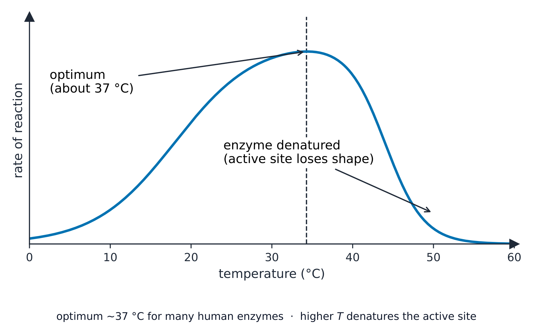 Enzyme activity peaks at the optimum temperature, then falls as the enzyme denatures