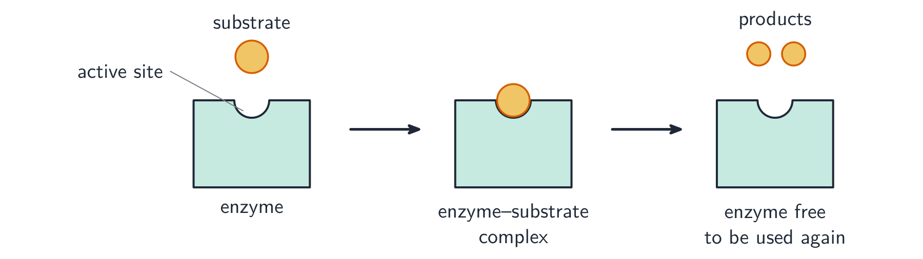 The substrate fits the active site like a key in a lock, then leaves as products