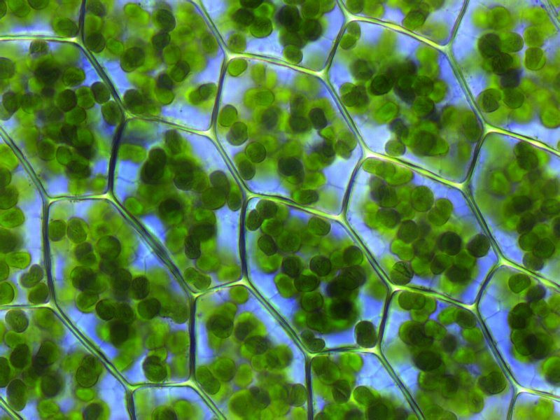 A light micrograph of moss leaf cells: each rectangular cell is packed with small green oval chloroplasts