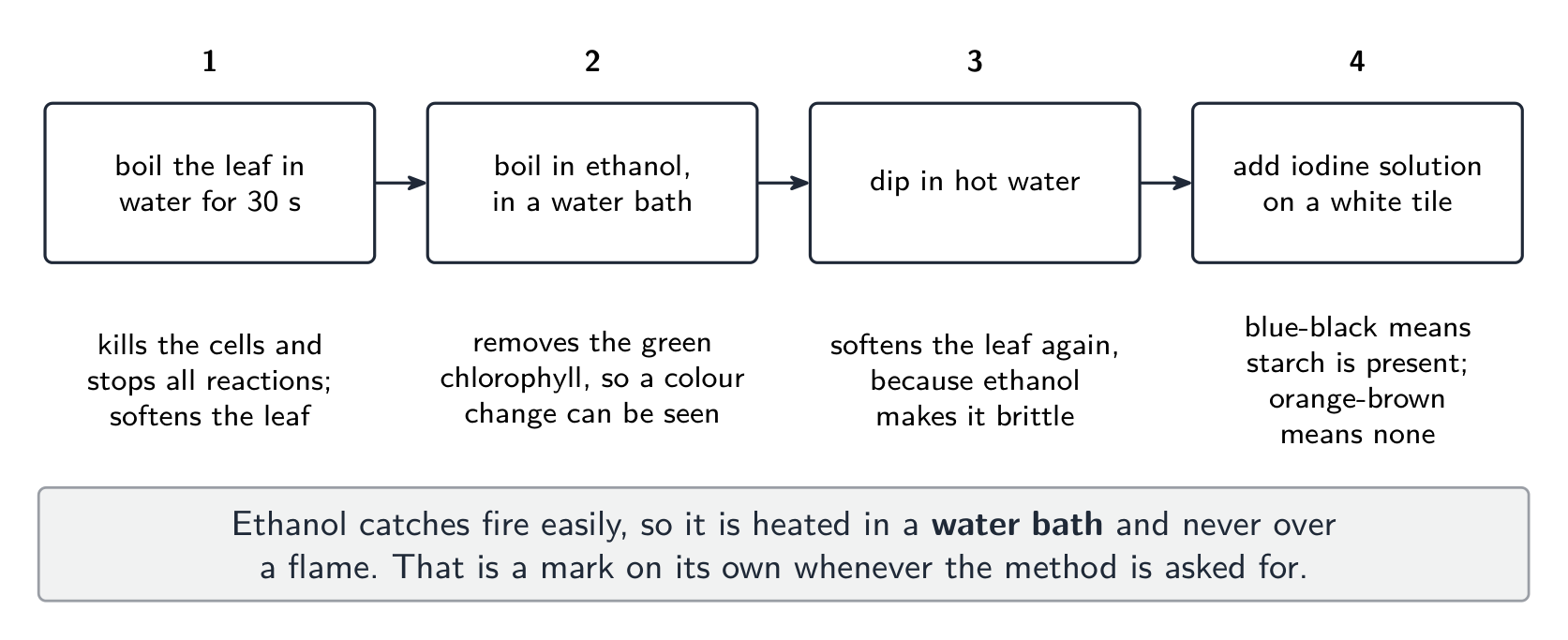 A supervised leaf starch test removes chlorophyll before iodine is added