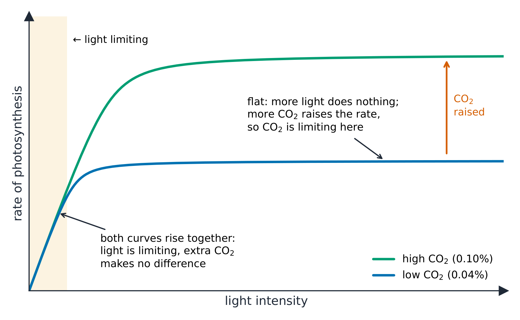 A graph of rate of photosynthesis against light intensity with two curves, one at high and one at low carbon dioxide concentration. At low light the two curves rise together along the same line. The low carbon dioxide curve levels off first, at a lower rate; the high carbon dioxide curve levels off higher. An arrow between the two flat parts is labelled carbon dioxide raised