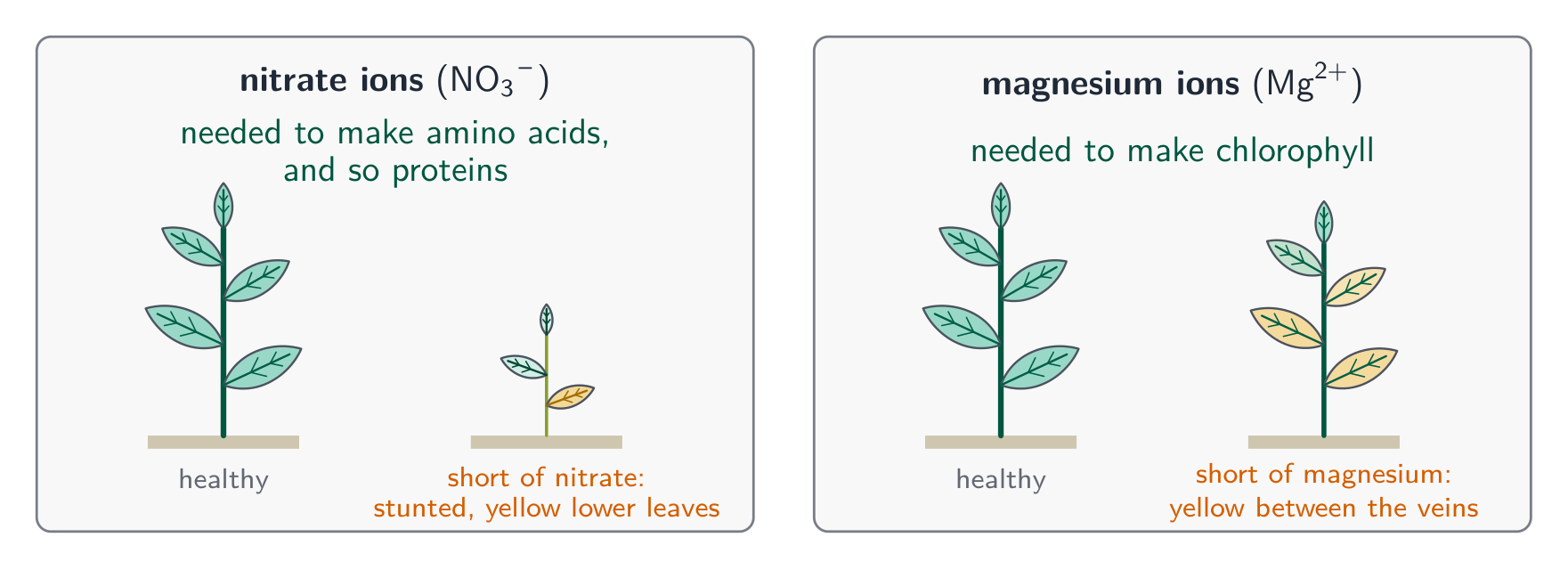 Two cards: nitrate ions are needed for amino acids so a plant short of nitrate is stunted with a weak stem and yellow lower leaves; magnesium ions are needed for chlorophyll so a plant short of magnesium is a normal size but its leaves are yellow between green veins; each beside a healthy plant
