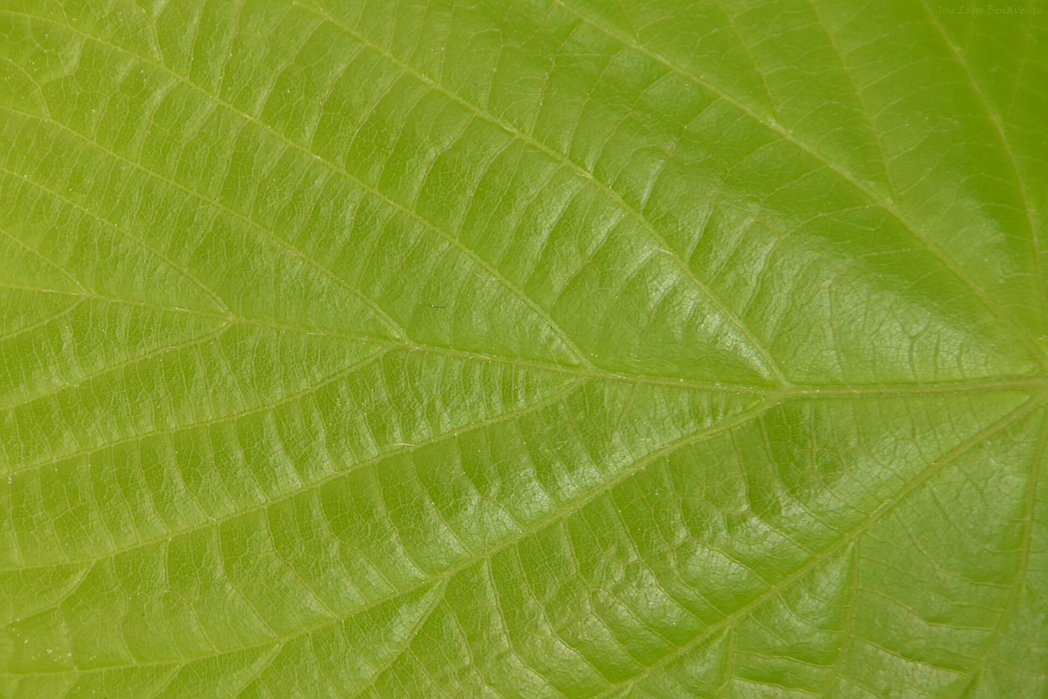 Green leaves backlit by sunlight