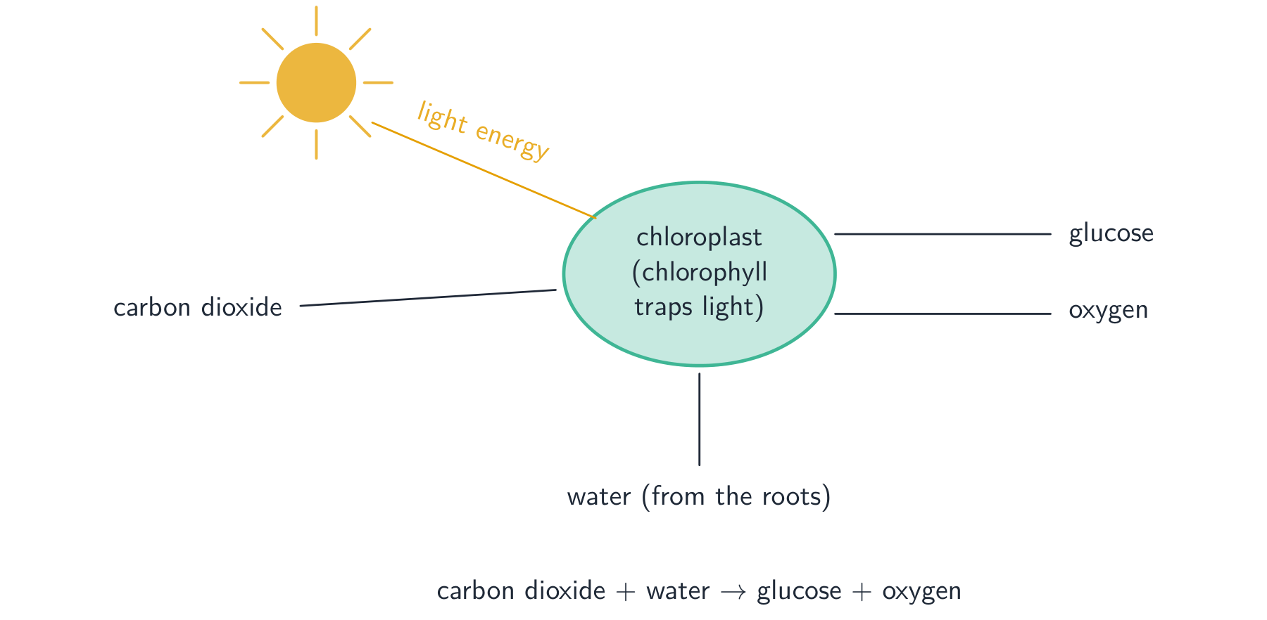 A chloroplast with light energy from the sun arriving, carbon dioxide and water going in, and glucose and oxygen coming out, with the word equation below