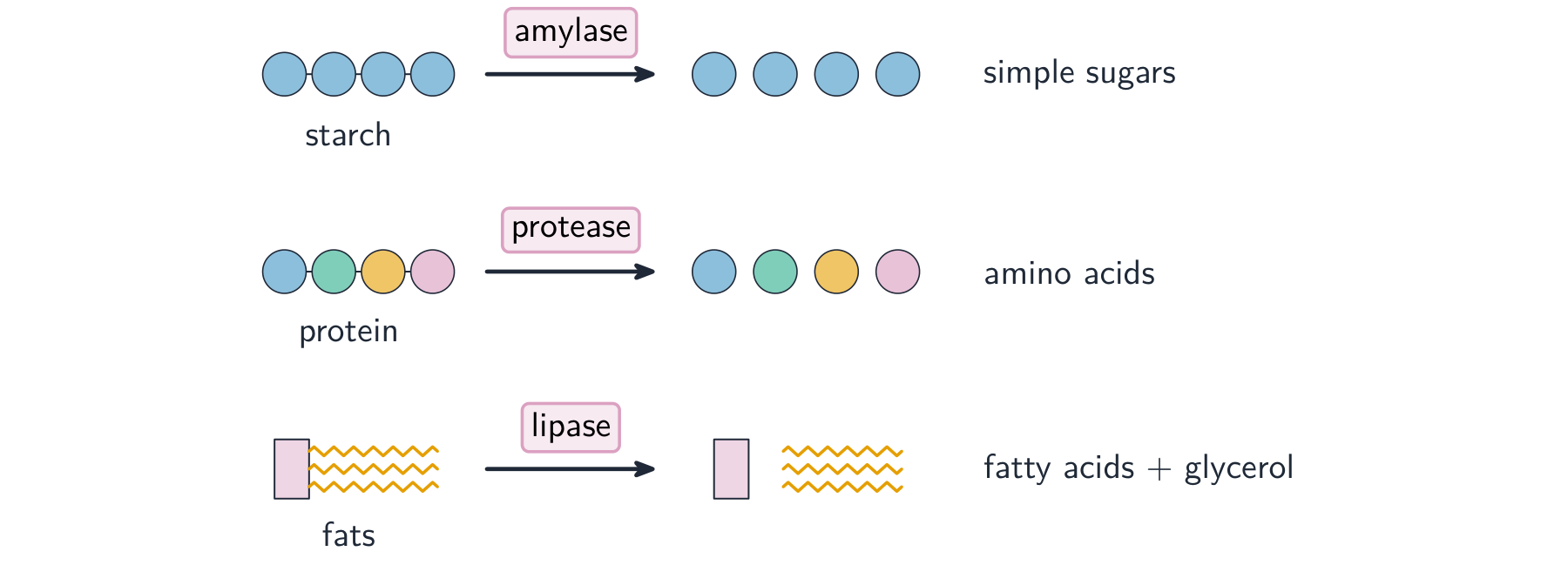 Digestive enzymes break large molecules into small, soluble ones