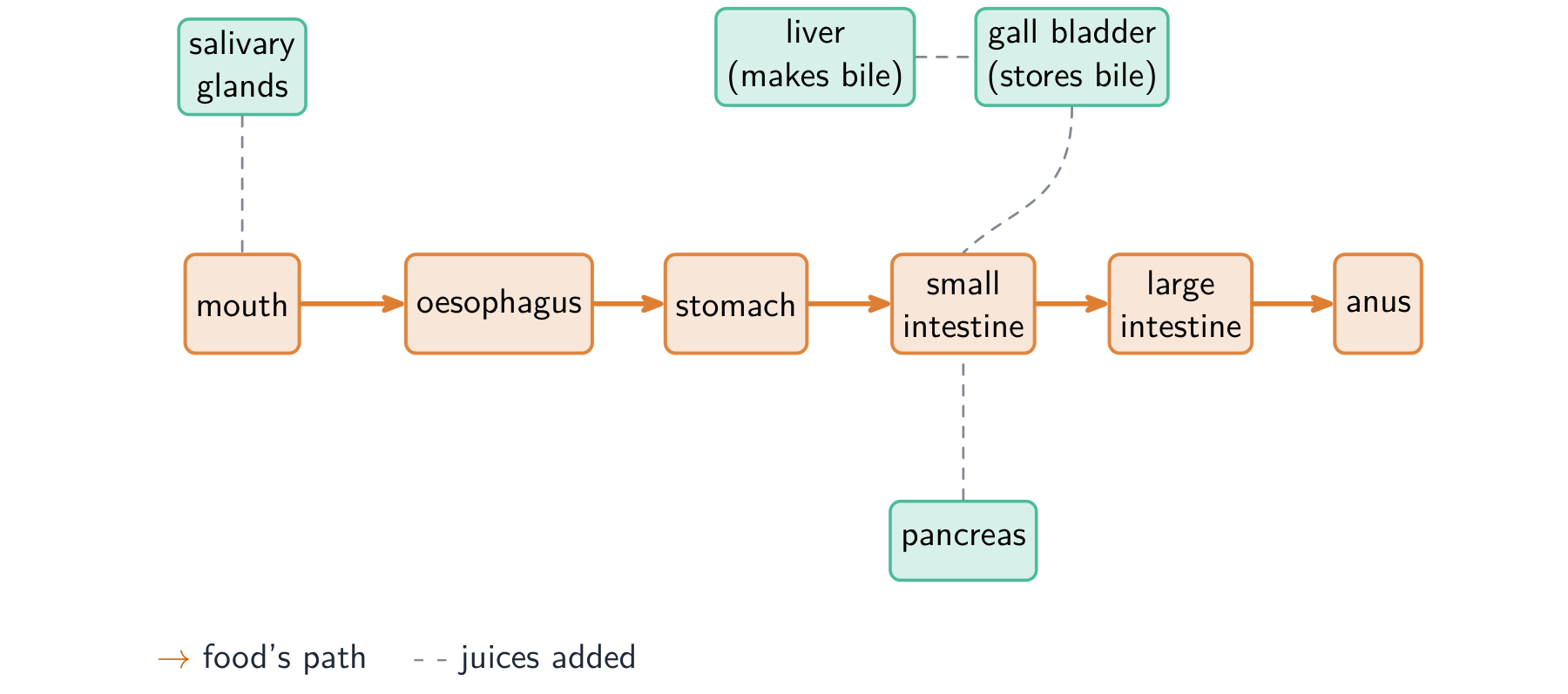 A flow diagram of the digestive system: mouth, oesophagus, stomach, small intestine, large intestine and anus along the food's path, with salivary glands, liver, gall bladder and pancreas adding juices