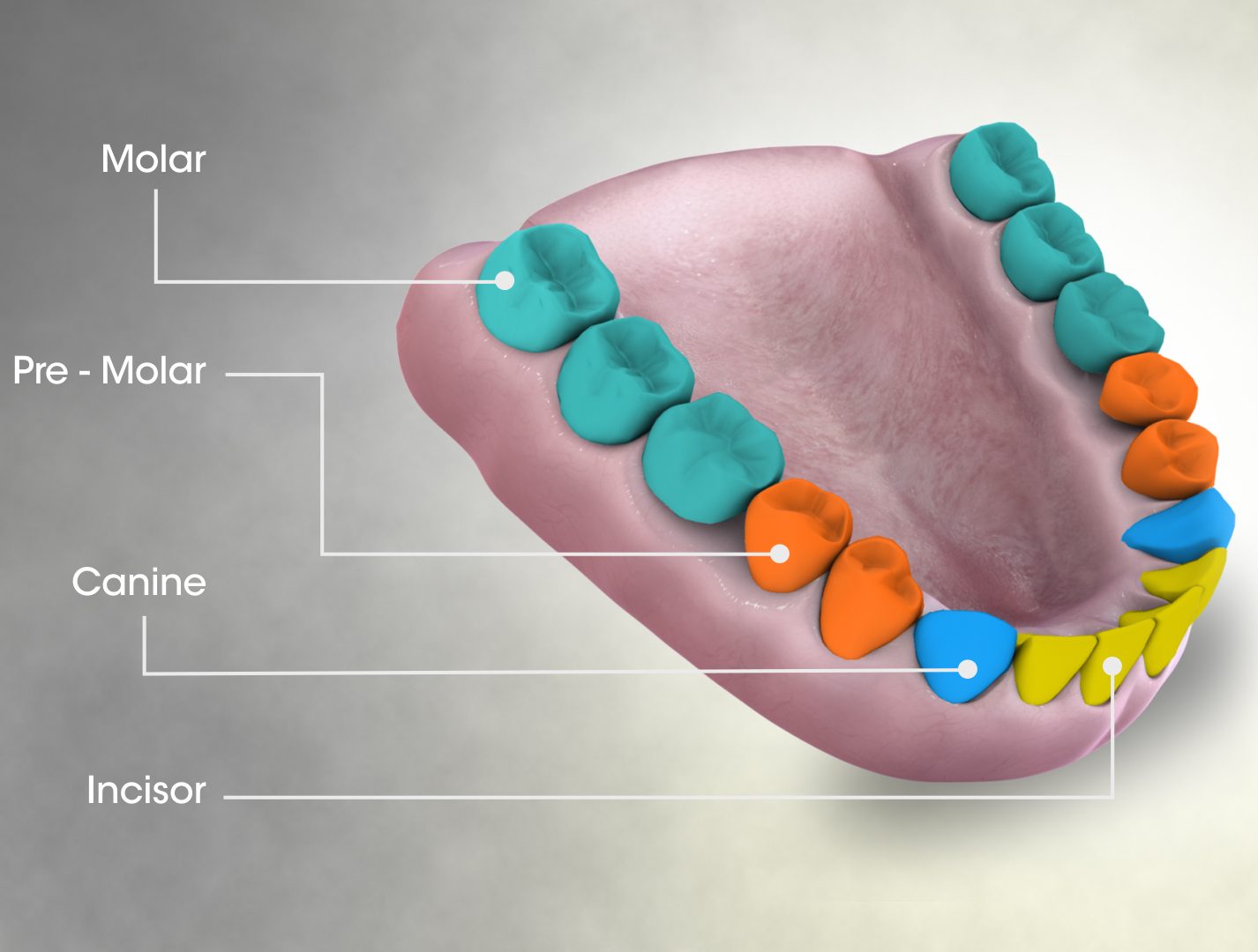 The four kinds of teeth in the human mouth