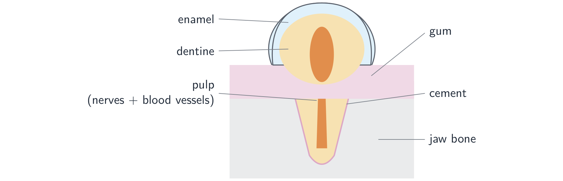 A tooth in section: enamel over dentine, a soft pulp, and a root held by cement