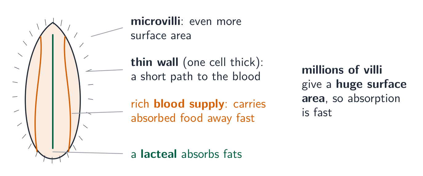A single villus labelled with its adaptations: microvilli for even more surface area, a thin wall one cell thick, a rich blood supply that carries food away, and a lacteal that absorbs fats