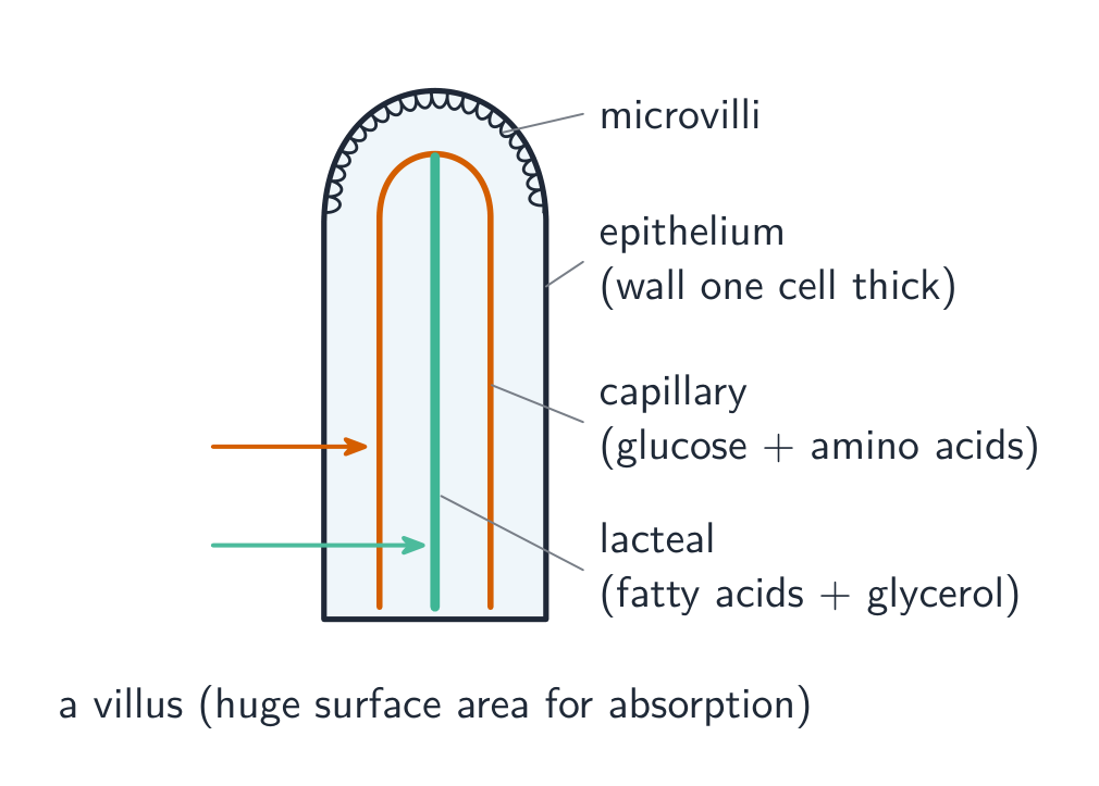 A villus has a thin wall, a capillary network and a lacteal for fast absorption