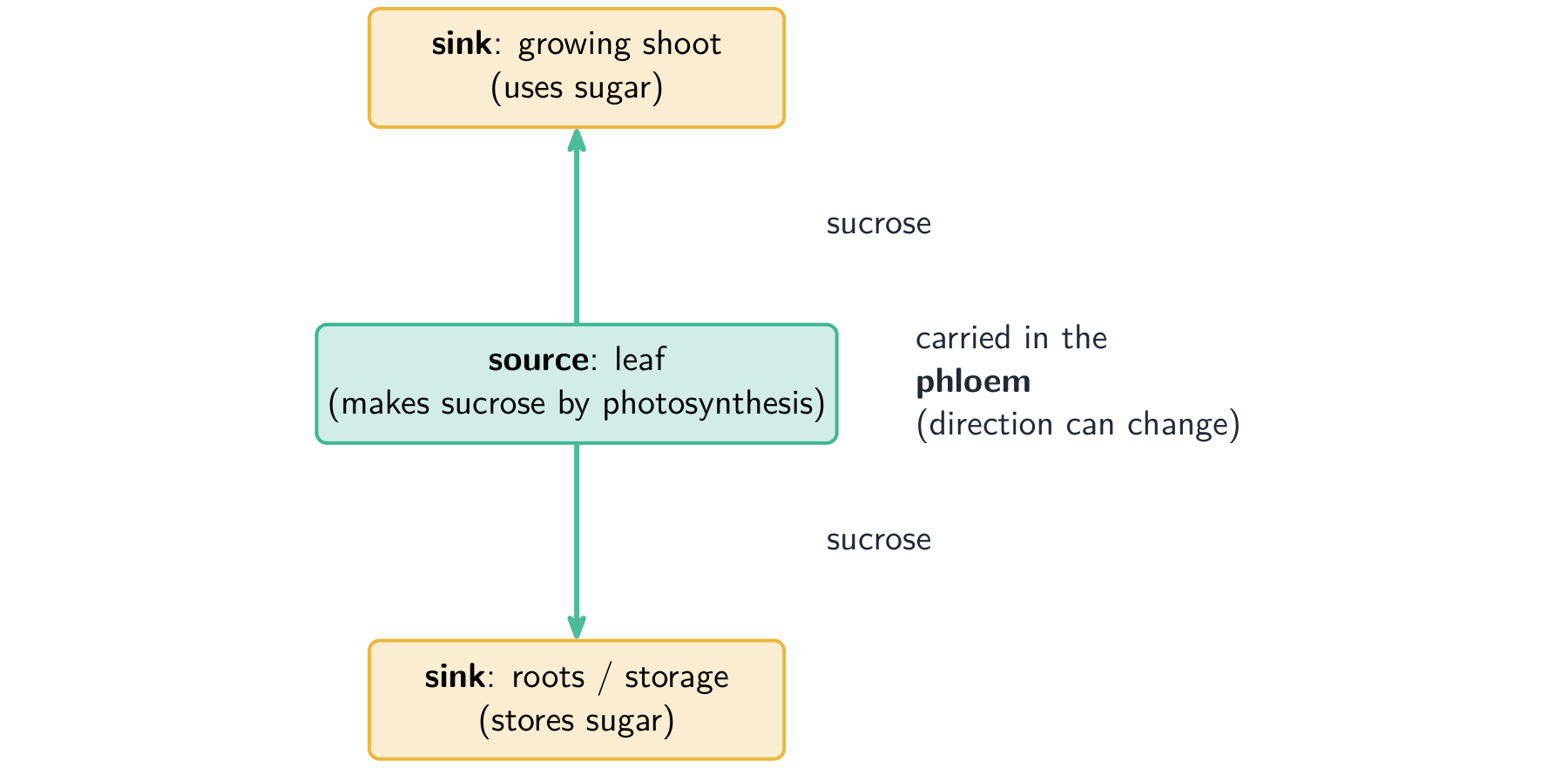 Translocation: the phloem carries sugars from a source (leaf) to a sink (root or fruit)