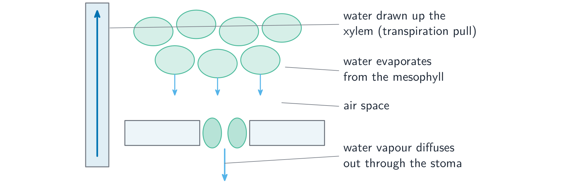 A close-up of a leaf: water is drawn up the xylem, evaporates from the wet mesophyll cells into the air spaces, and the water vapour diffuses out through an open stoma