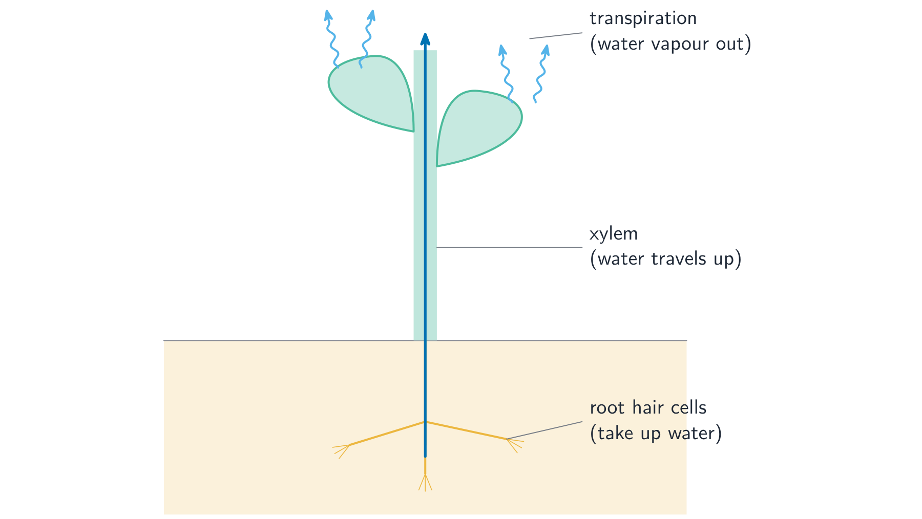 Water is taken up by root hairs, carried up the xylem, and lost from the leaves
