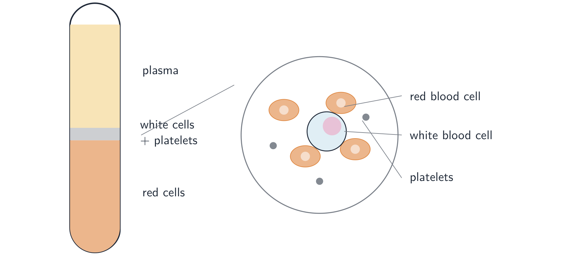 A tube of blood that has settled into a clear plasma layer on top, a thin layer of white cells and platelets, and red cells below, with a magnified view of red cells (no nucleus), a white cell with a lobed nucleus, and platelets