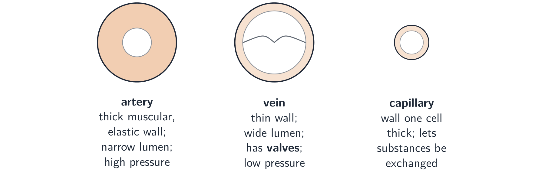 Cross-sections of the three blood vessels: an artery with a thick muscular wall and narrow lumen, a vein with a thin wall, wide lumen and a valve, and a tiny capillary with a wall one cell thick