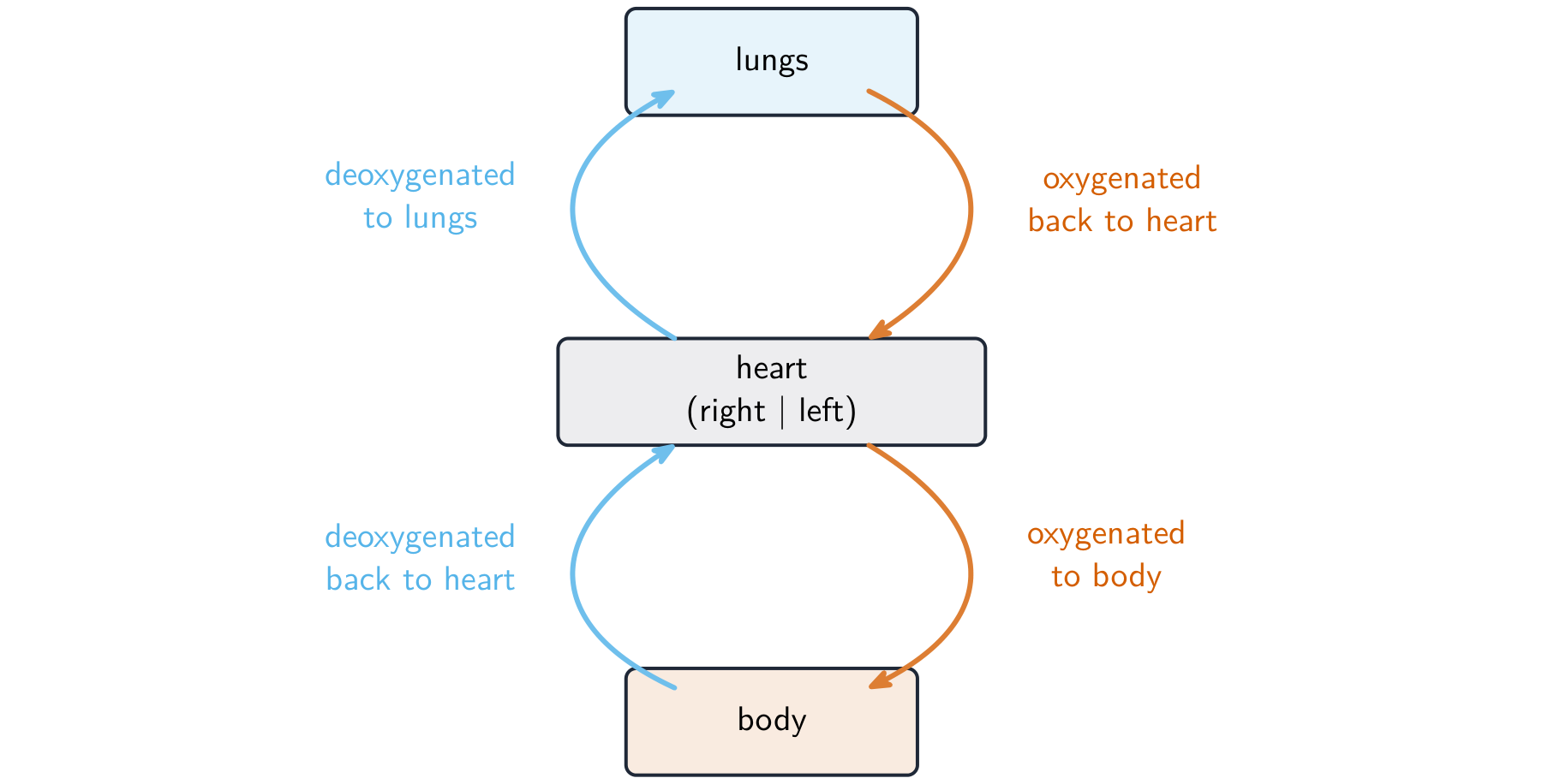 In a double circulation the blood passes through the heart twice on each trip round the body
