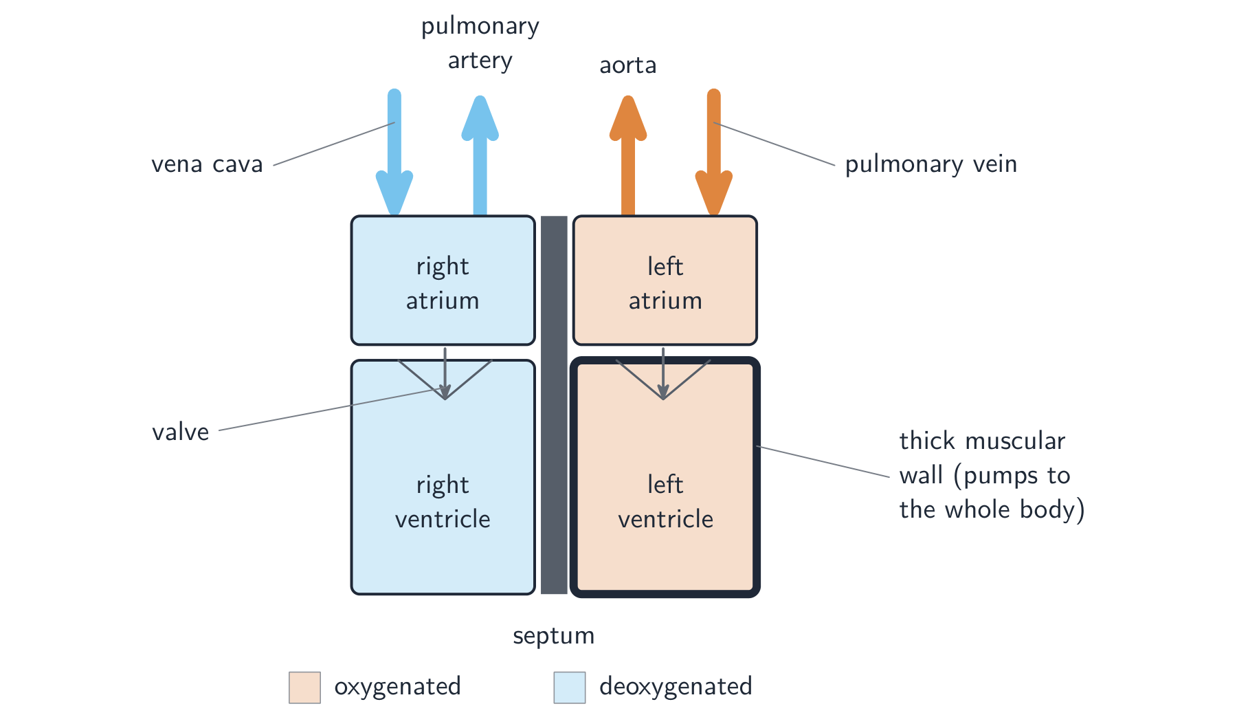 A front view of the heart showing the right and left atria and ventricles, the septum between them, the valves, and the vena cava, pulmonary artery, aorta and pulmonary vein; the left ventricle has the thickest wall