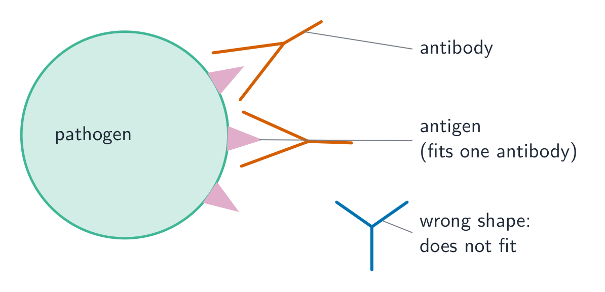 An antibody has a shape complementary to one antigen, so it fits only that pathogen