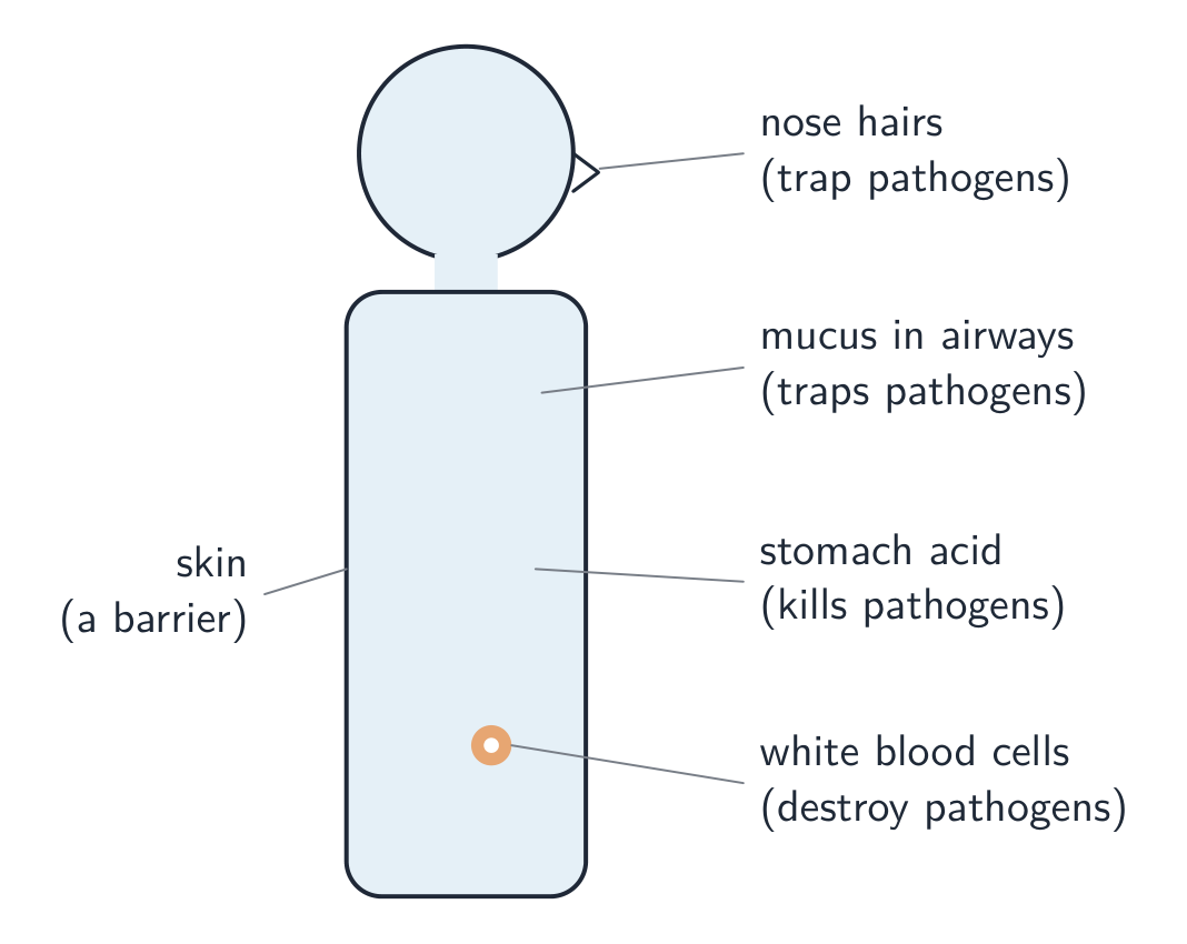The body keeps pathogens out with several defences before white blood cells deal with the rest