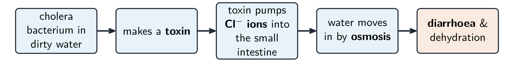 Cholera toxin pulls water into the gut by osmosis, causing diarrhoea and dehydration
