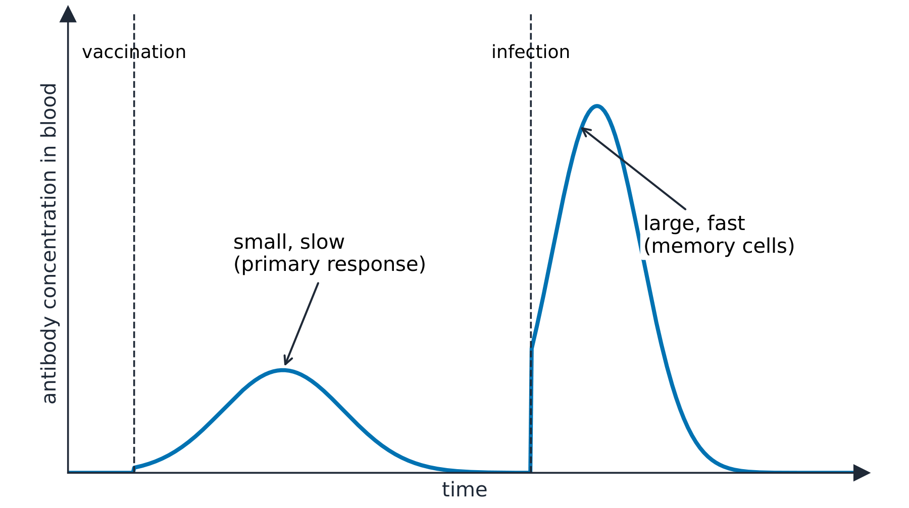 After vaccination, memory cells give a fast, large response if the real pathogen arrives