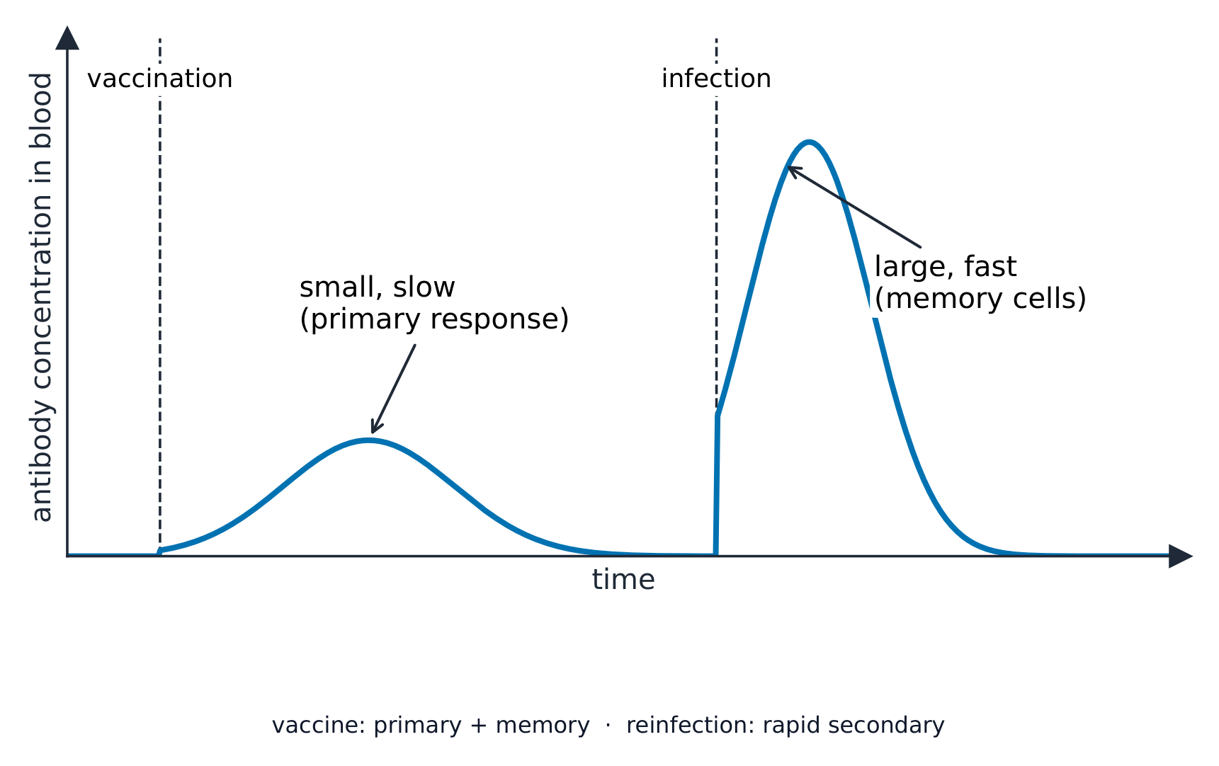 After vaccination, memory cells give a fast, large response if the real pathogen arrives