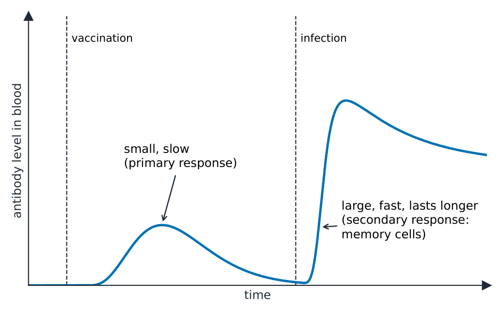 A graph of antibody concentration against time: a small slow rise after vaccination, then a much larger and faster rise when the real pathogen infects later, which stays high for longer
