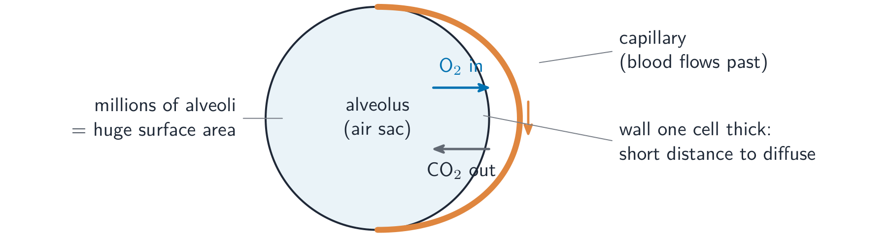 At an alveolus, oxygen diffuses into the blood and carbon dioxide diffuses out
